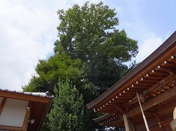 日枝神社