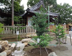 熊野神社