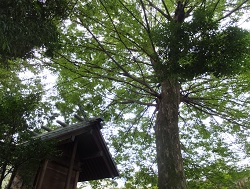 熊野神社