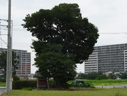 南田島稲荷神社