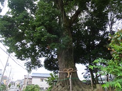 氷川神社