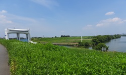 朝霞水門