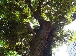 小豆沢神社