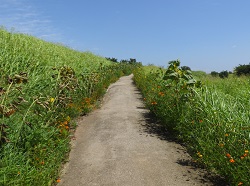 黒目川合流点