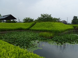 難波田城