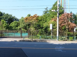 小金井街道