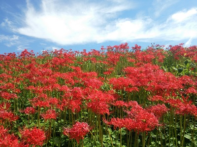 入間川の彼岸花