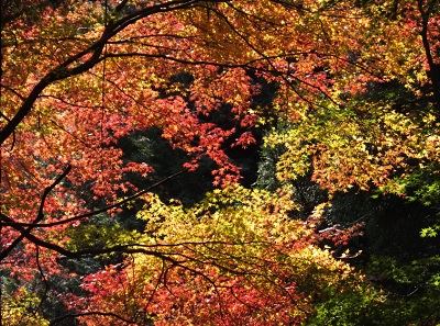 入間川源流