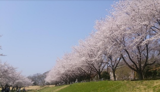 桜